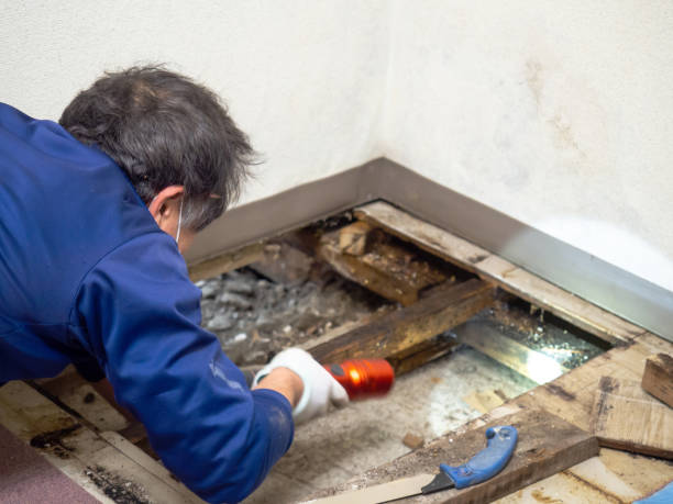 Best Emergency Mold Remediation in East Dundee, IL