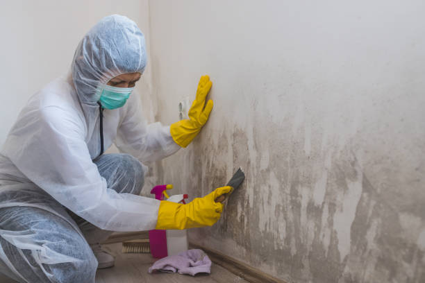 Best Crawl Space Mold Remediation in East Dundee, IL