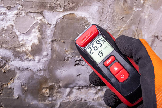 Best Commercial Mold Remediation in East Dundee, IL