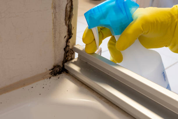 Best HVAC Mold Remediation in East Dundee, IL