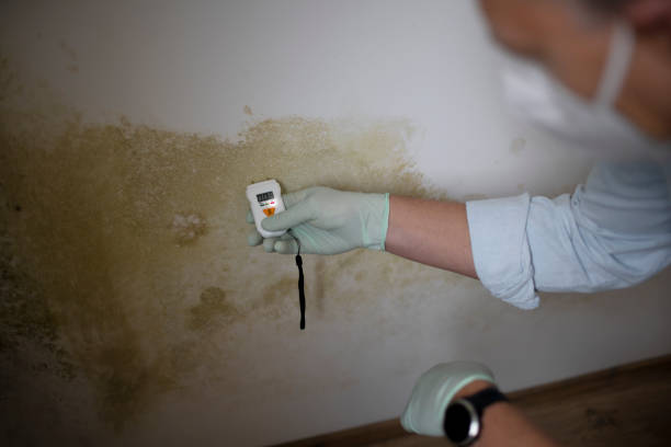 Best White Mold Remediation in East Dundee, IL