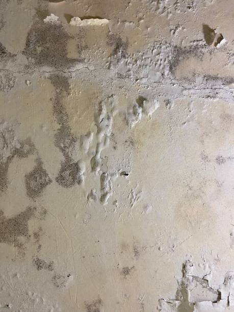 Best Post-Flood Mold Remediation in East Dundee, IL