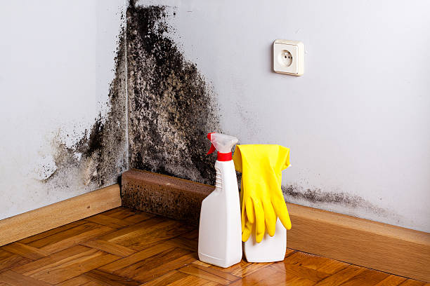 Best Black Mold Remediation in East Dundee, IL