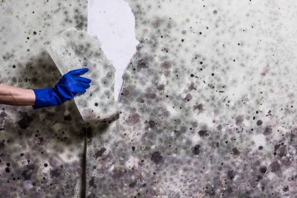 Best Localized Mold Remediation (e.g., coastal areas, humid climates) in East Dundee, IL