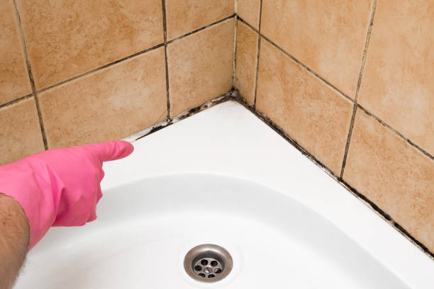 Professional Mold Remediation in East Dundee, IL